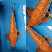 HQ Karashi Caramel jantan 40 cm