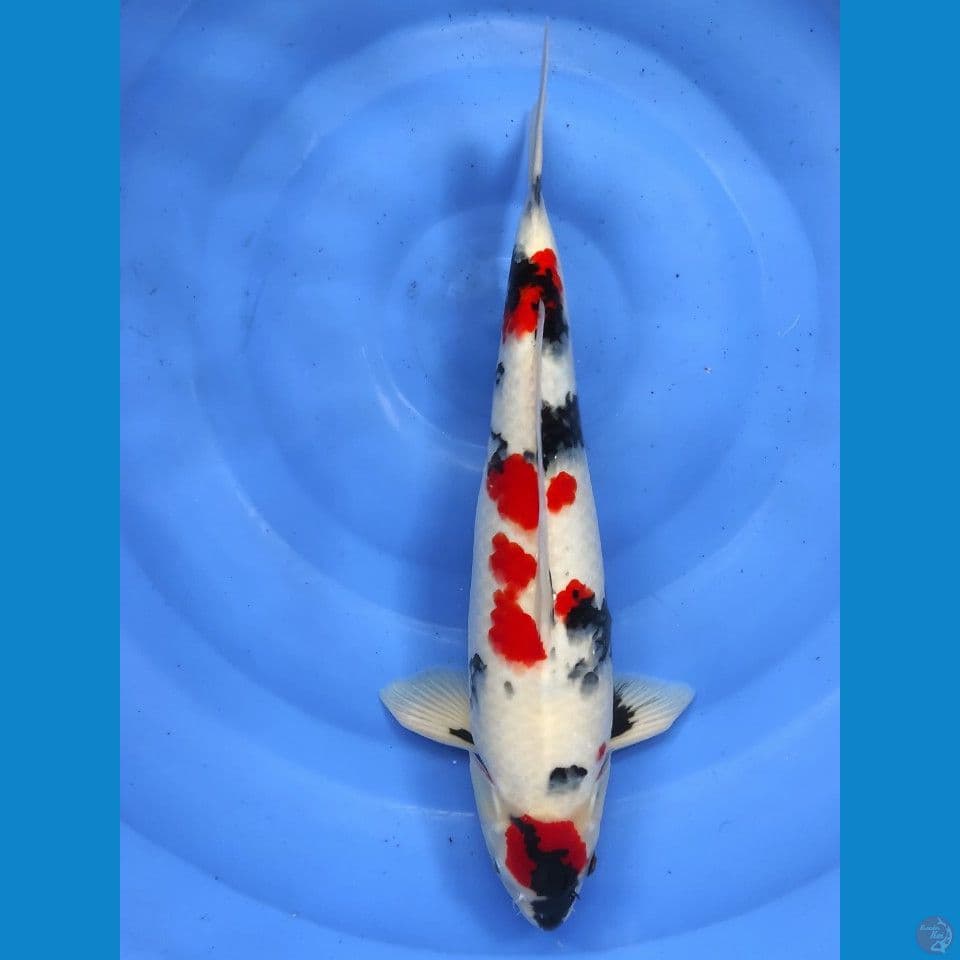 kindai 43cm male