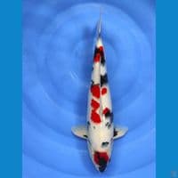 kindai 43cm male