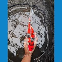 sowa gindrin merah strong bosku 35 cm male