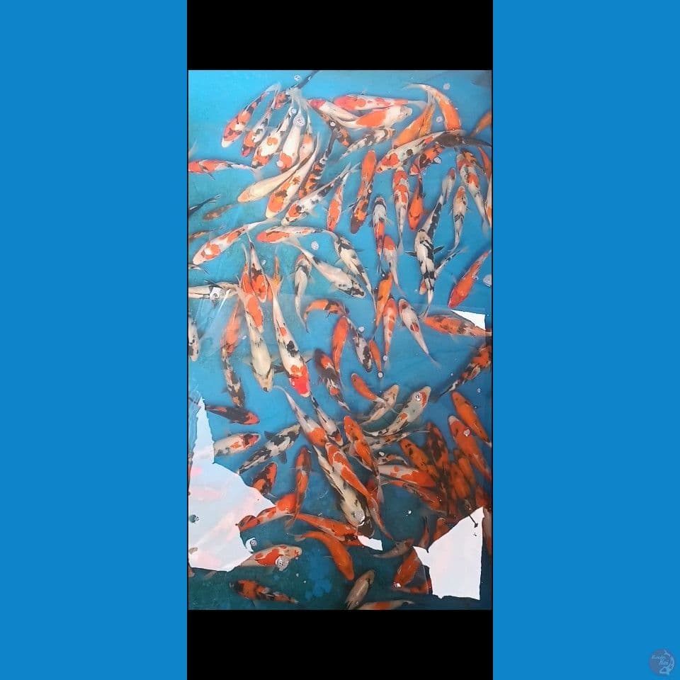 showa mix 14-18cm 100ekor