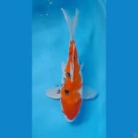 SB sanke 40 cm