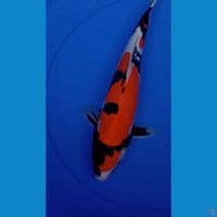 SHOWA DOITSU 35cm