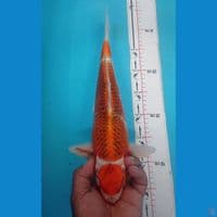 MARUTEN 37CM