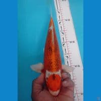 MARUTEN 36CM