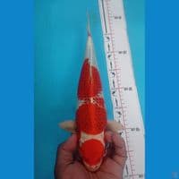 KUJAKU 35CM