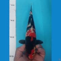 SHOWA 30CM