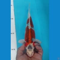KUJAKU 30CM