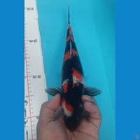 SHOWA 30CM