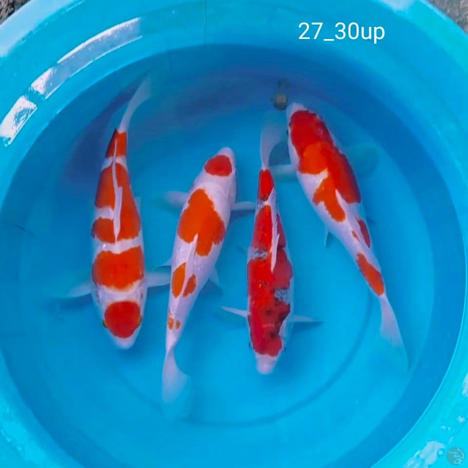 mik 27_30cm
