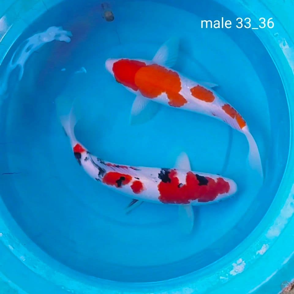 male 33_36cm 