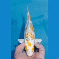 KANOKO 30CM