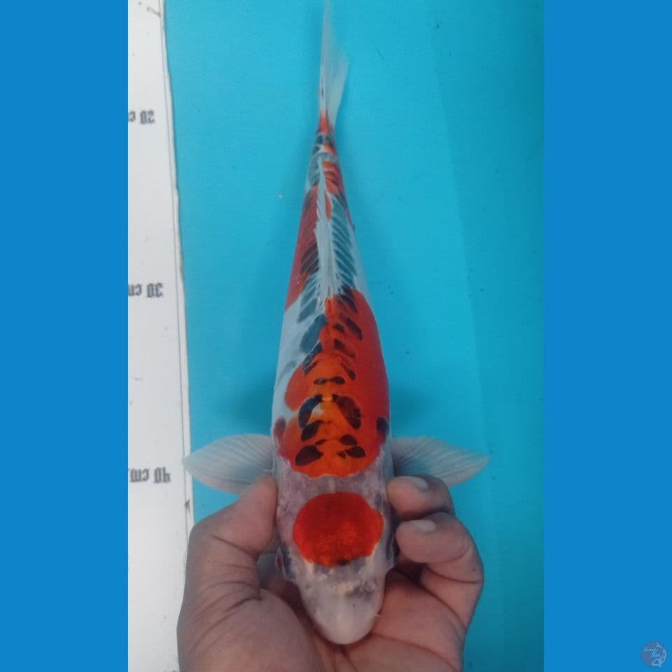 MARUTEN 36CM