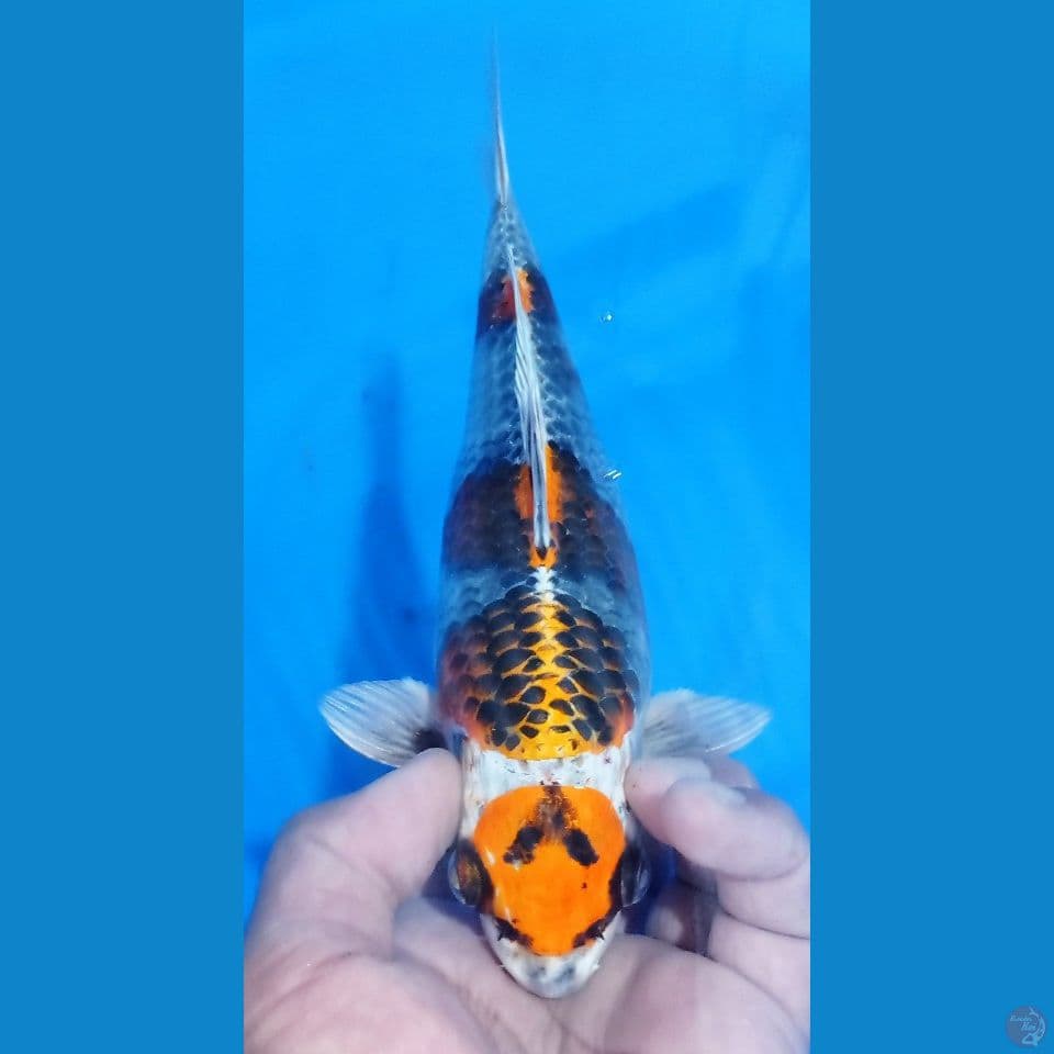 SB GINGA 25CM
