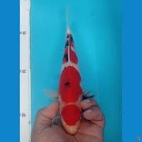 SANKE 30CM