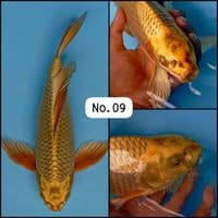 Kumpay Golden