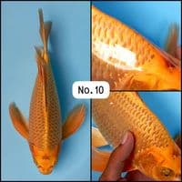 Kumpay Golden