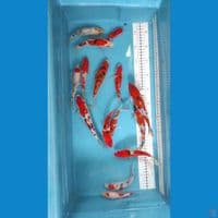 mini mix 12-20cm 15buntut