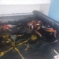 Jual perlengkapan Kolam Koi