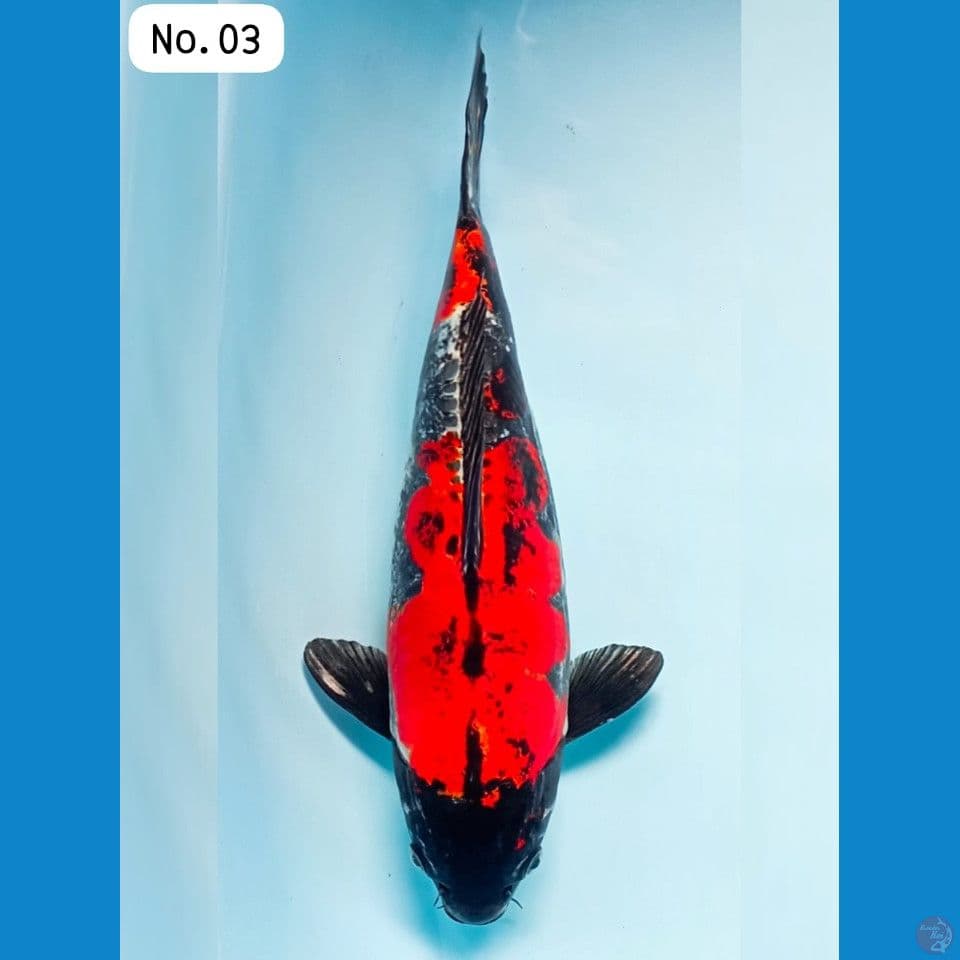 benikiko