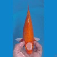 HAJIRO 30CM