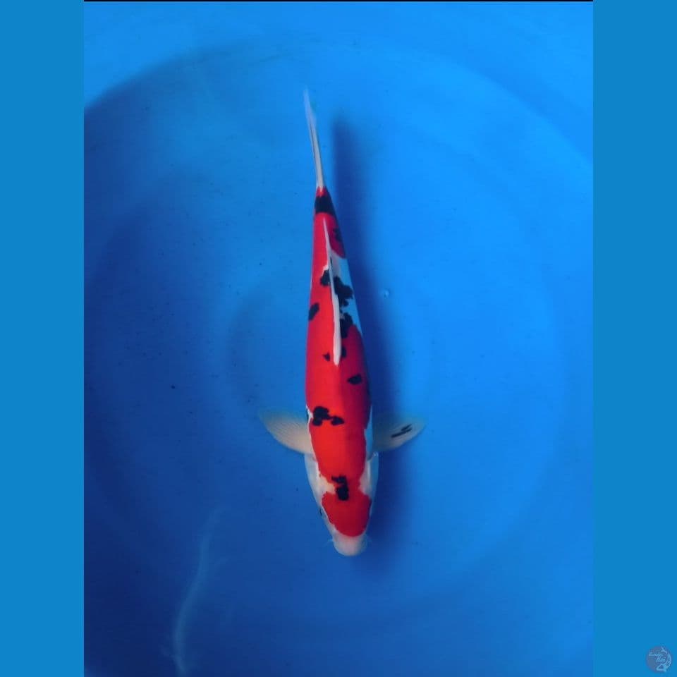 sanke doit 36cm male