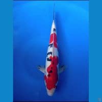 sanke doit 35cm