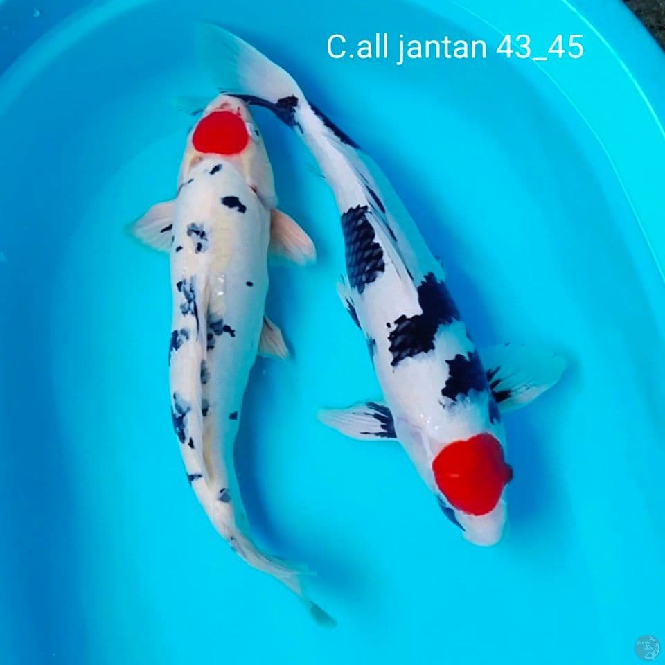 all jantan 43_45cm