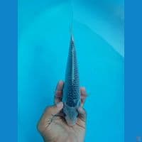 ASAGI MERAH RATA 25CM