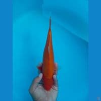 BENIGOI 27CM