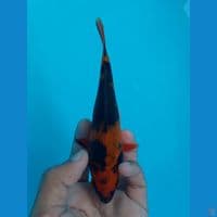 HI UTSURI 15CM