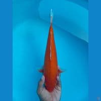 BENIGOI 32CM