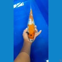showa ginrin short body 25 cm