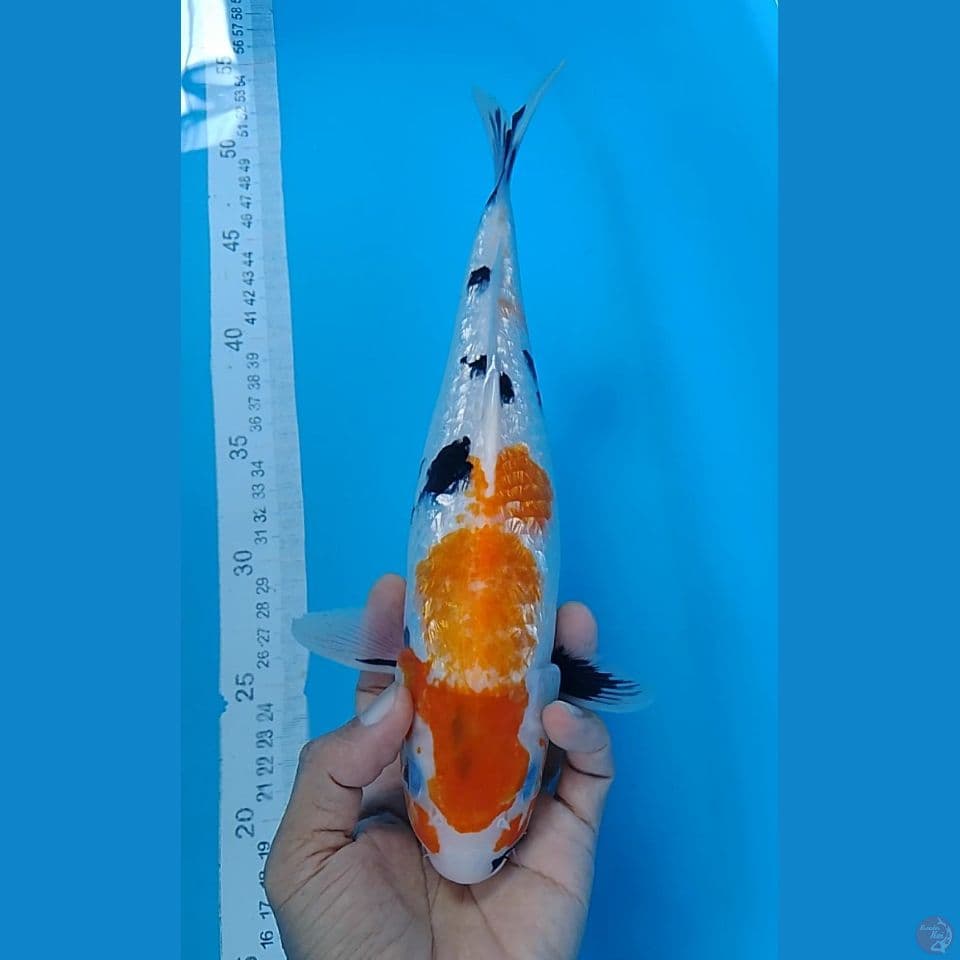 showa gindrin size : 30cm