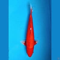Aka Hajiro 43cm Male