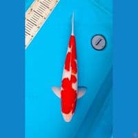 Kohaku 46cm Male