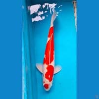 Kohaku 61cm Male