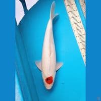 Tancho showa 56cm Male