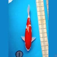 Kohaku 47cm Male