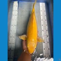 karashi 42 cm