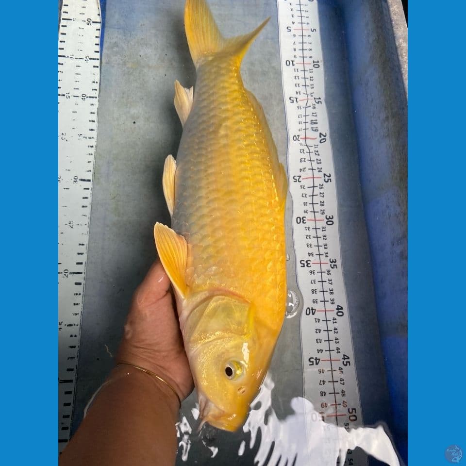 karashi 42 cm