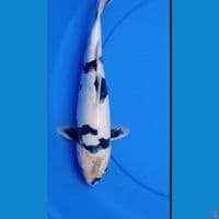 SHIRO DOITSU 33cm