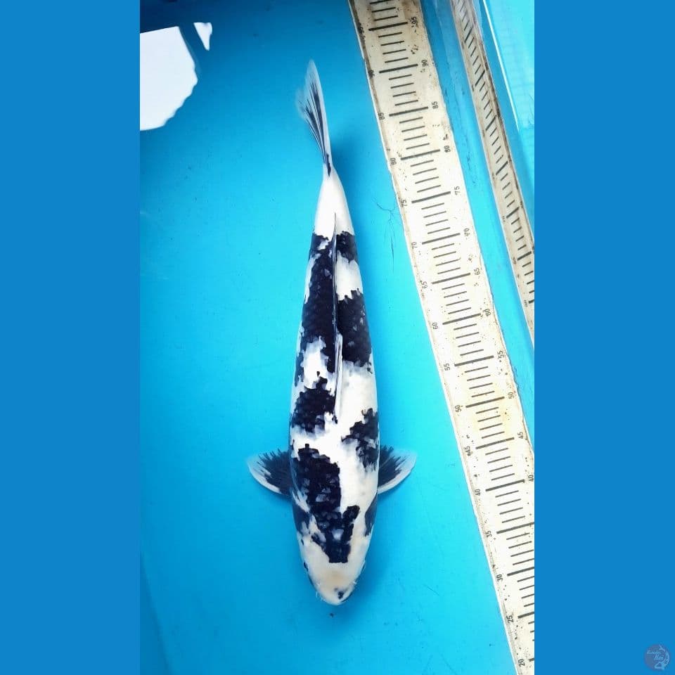 56cm Shiro utsuri Female