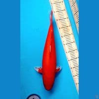 44cm Super benigoi Female