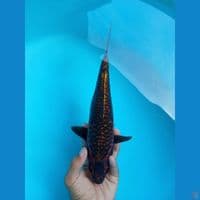 ARAGOKE 30CM