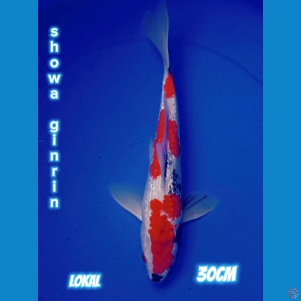 SHOWA GINRIN HQ 30cm