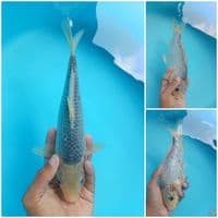 ASAGI 28CM