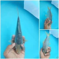 ASAGI 24CM 