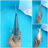 ASAGI 30CM