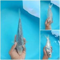 ASAGI 28CM